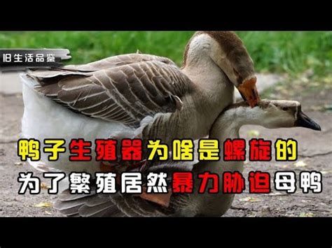 鵝的生殖器|研究鳥類的性生活有什麼意義？